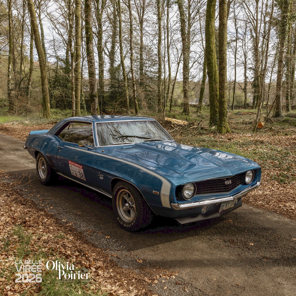Mustang bleue à l’étape dans la forêt